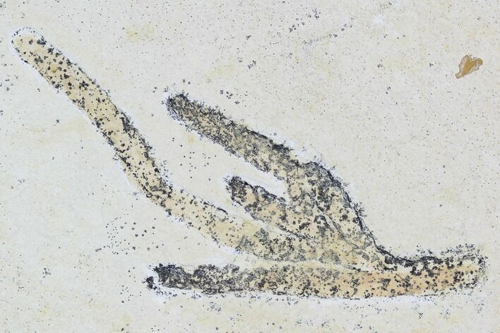 Fossil Plant (Brachyphyllum) - Solnhofen Limestone, Germany #108850